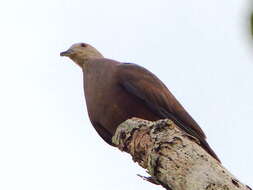 Image of Barking Imperial Pigeon