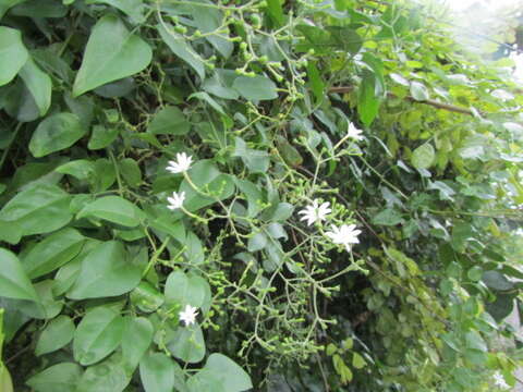 Imagem de Jasminum fluminense Vell.