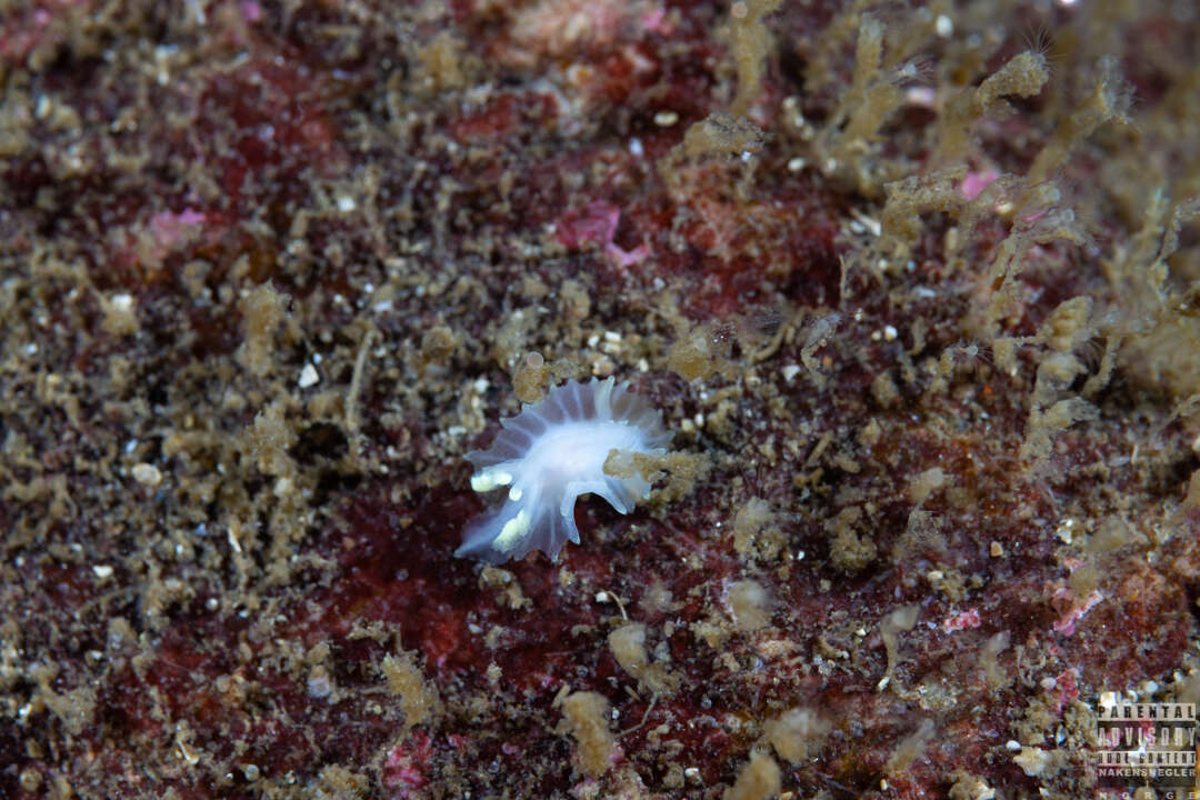 Image of Lophodoris danielsseni (Friele & Hansen 1876)