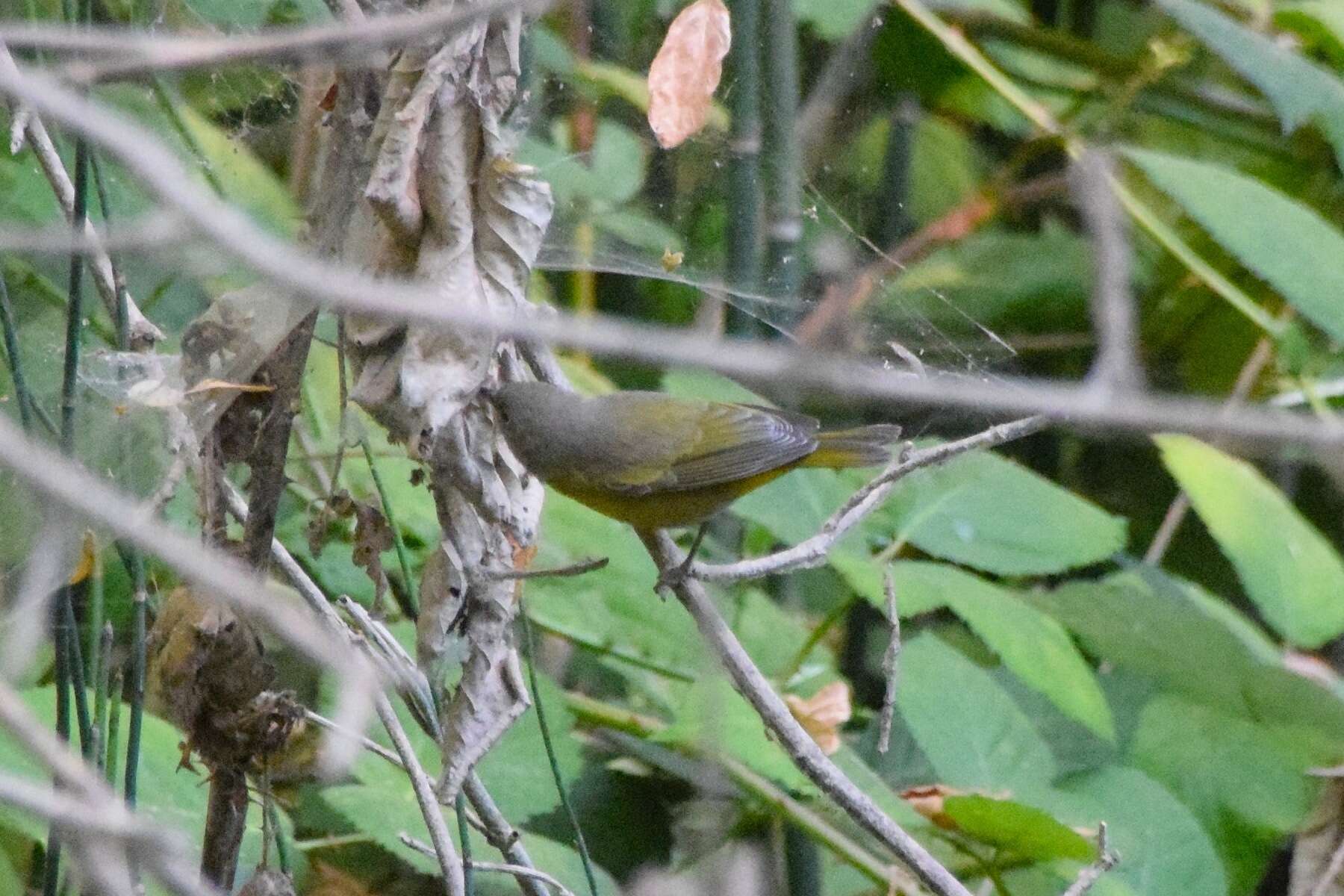 Leiothlypis ruficapilla ridgwayi (Van Rossem 1929) resmi