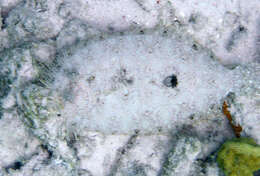 Image of Maculated Flounder