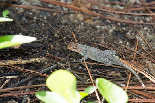 Image of Yellow-spotted Spiny Lizard