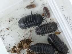 Image of Southern Pill Woodlouse