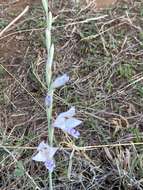 Gladiolus oatesii Rolfe resmi