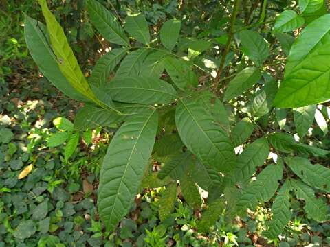 Imagem de Swietenia macrophylla G. King