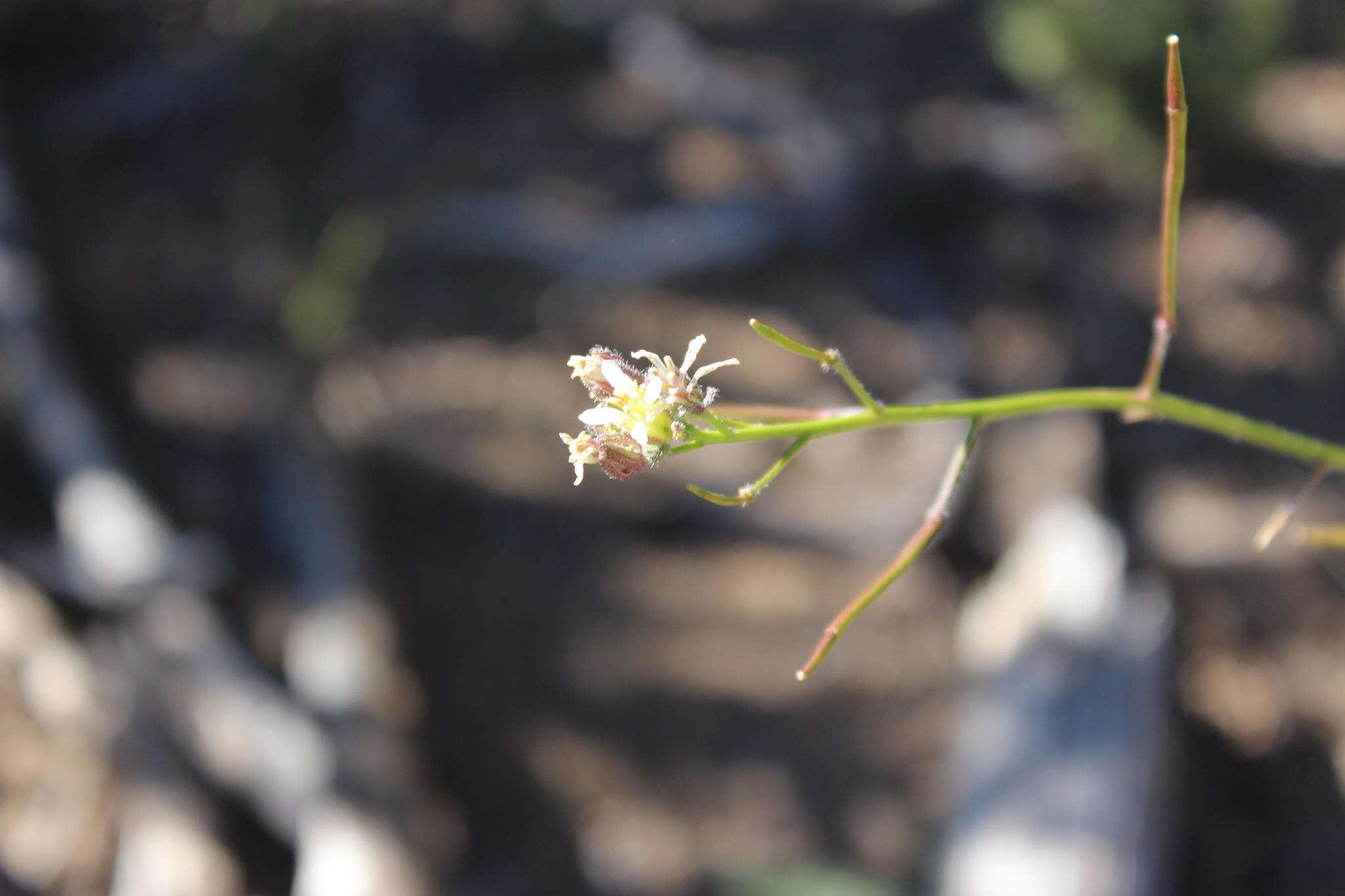 Sisymbrium turczaninowii Sond.的圖片