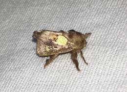 Image of Nanina Oak-Slug Moth