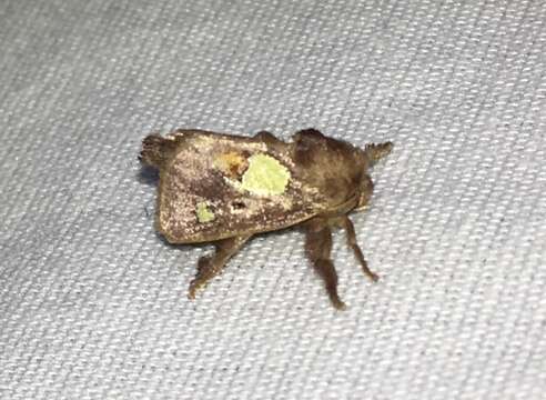Image of Nanina Oak-Slug Moth