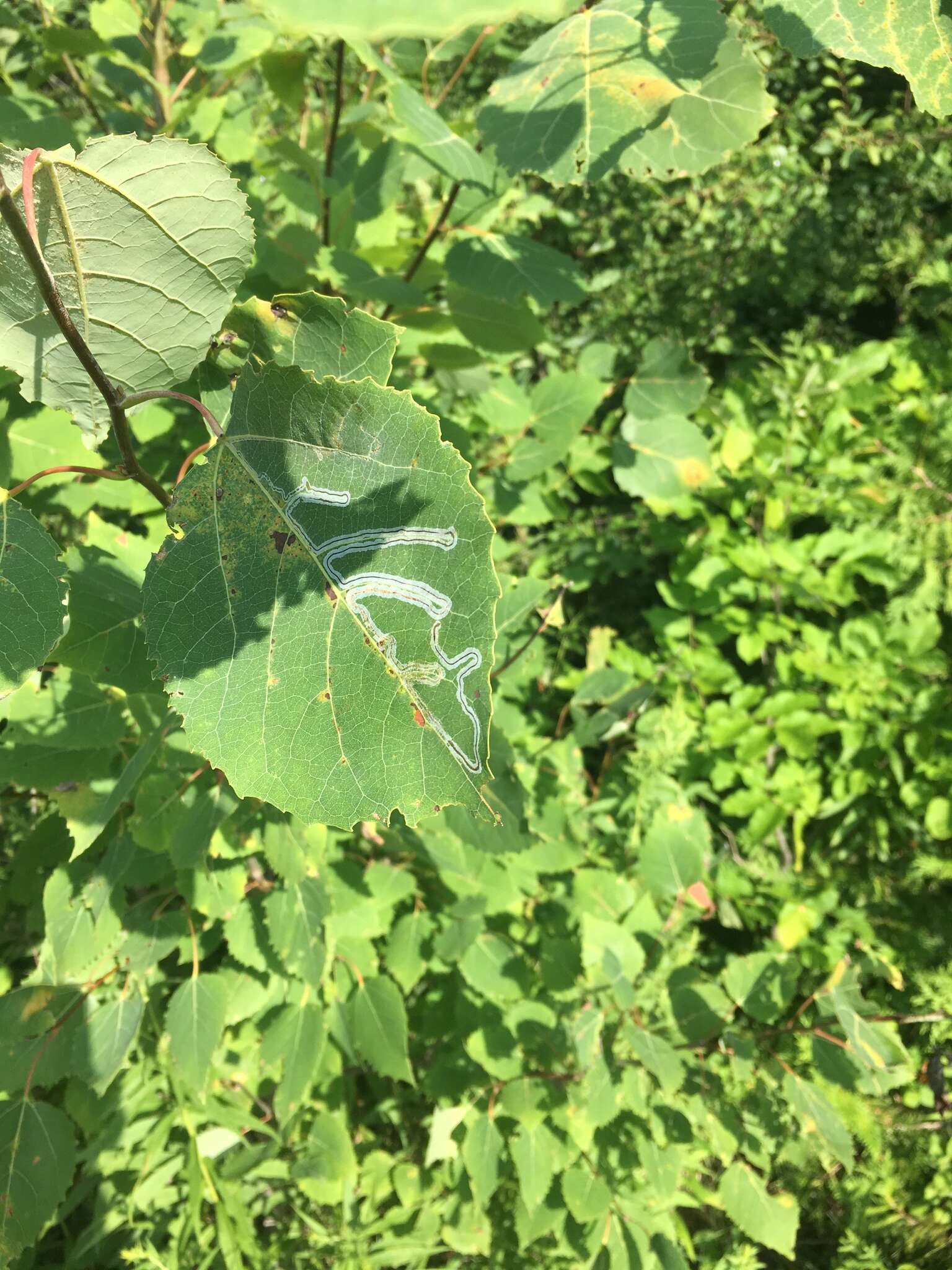 Image of Common Aspen Leaf Miner