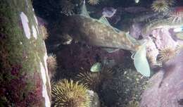 Image of Greenland Cod