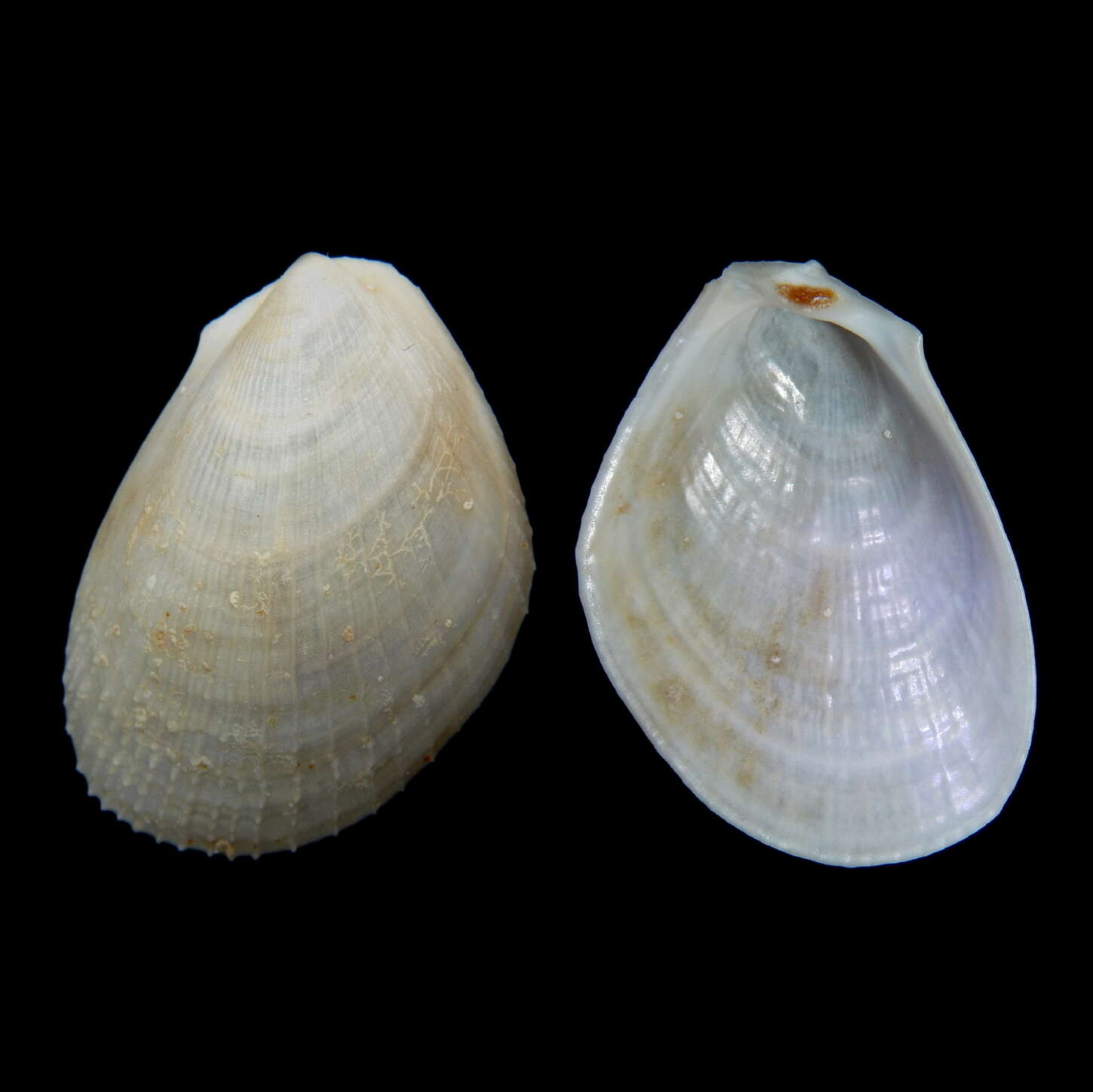 Sivun Limaria tuberculata (Olivi 1792) kuva