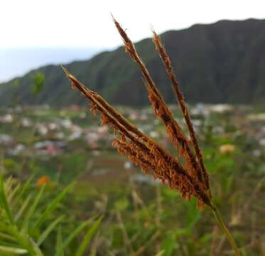 Image of Golden velvet grass