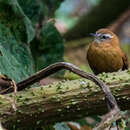 Hellmayrea gularis gularis (Lafresnaye 1843)的圖片