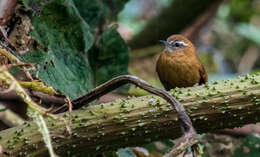 Image of Hellmayrea gularis gularis (Lafresnaye 1843)