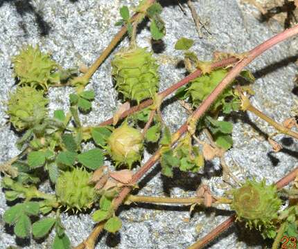 Image of Tifton burclover