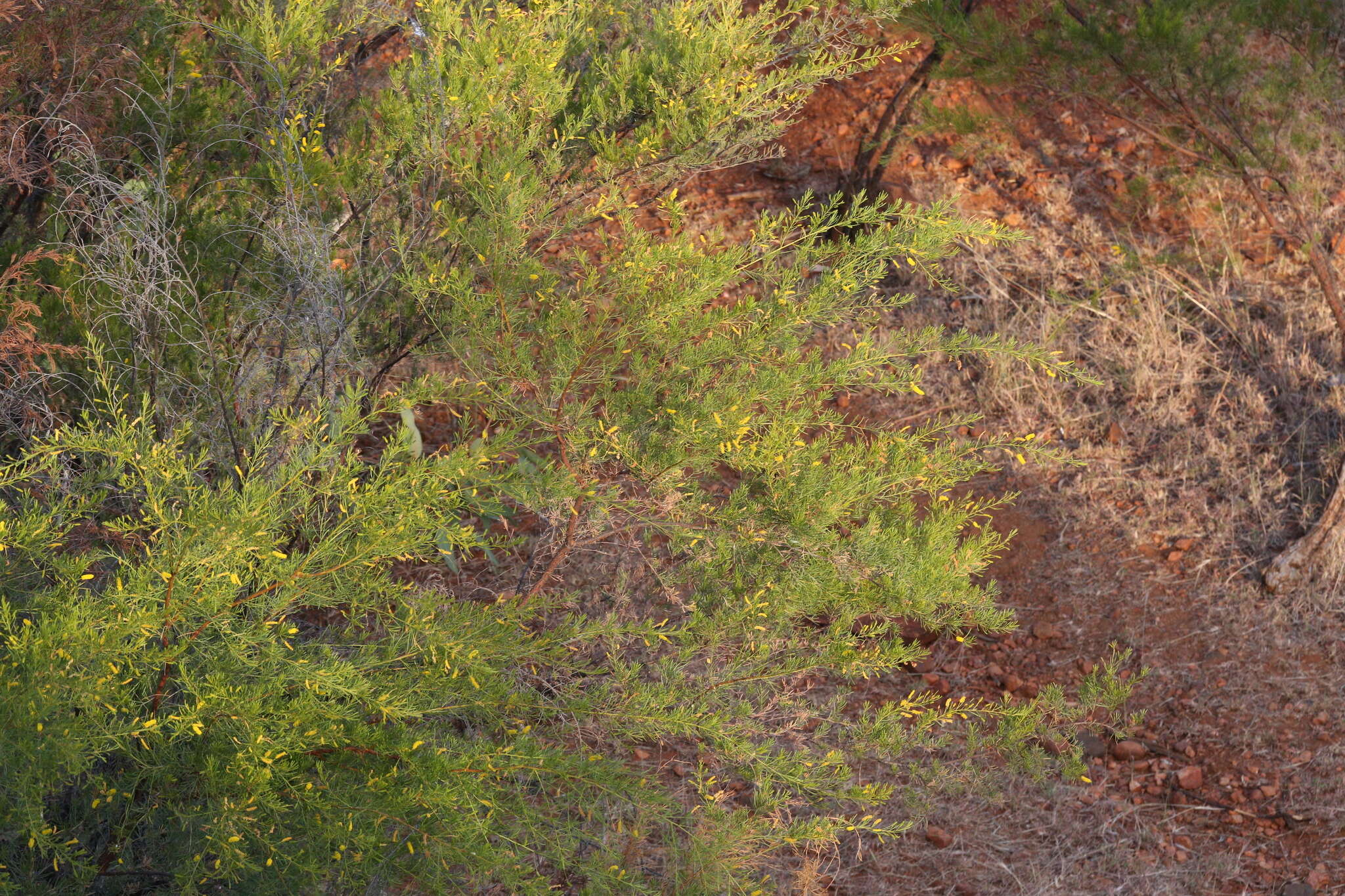 Image de Acacia chisholmii F. M. Bailey