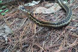 Image of Highland Garter Snake