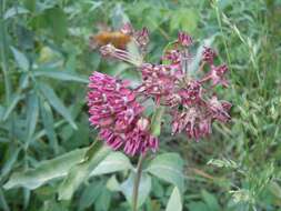 Image of purple milkweed