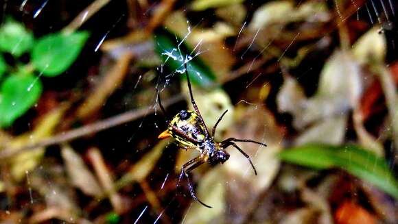 Image of Micrathena sanctispiritus Brignoli 1983