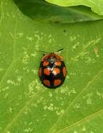 Image of Chelymorpha areata (Erichson 1847)