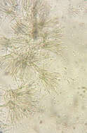 Image of Myrothecium inundatum Tode 1790