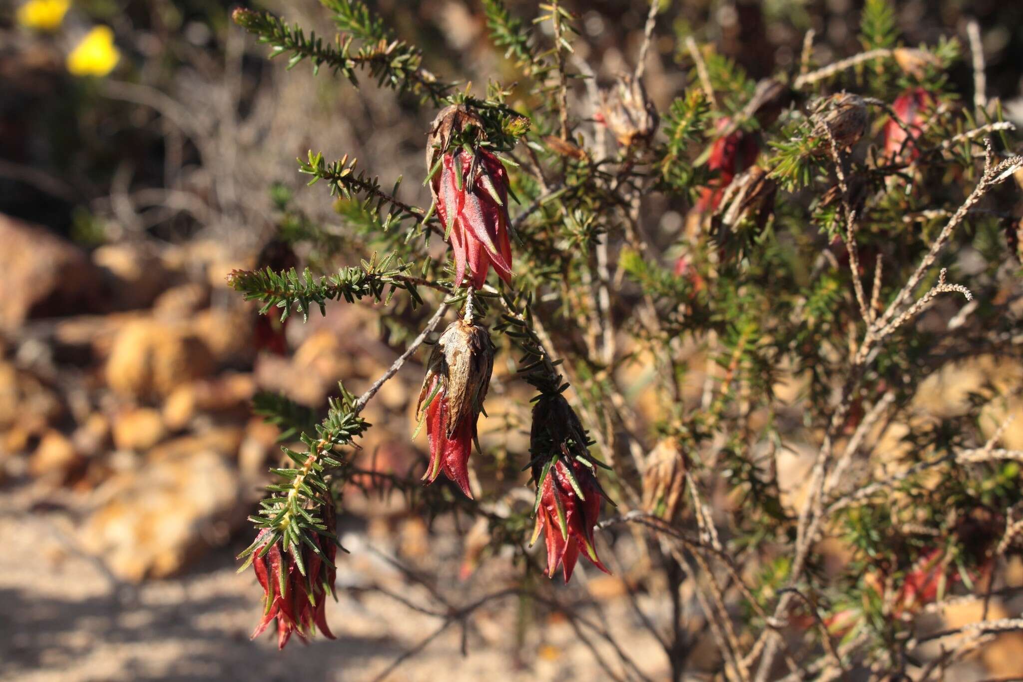 Image of Darwinia helichrysoides (Meissner) Benth.