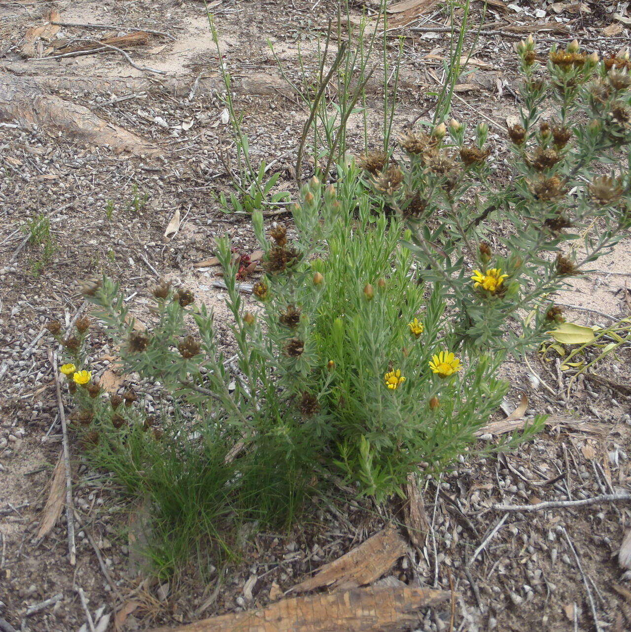 Plancia ëd Oedera calycina subsp. calycina