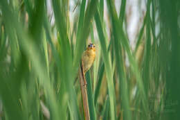 Image of Asian Golden Weaver