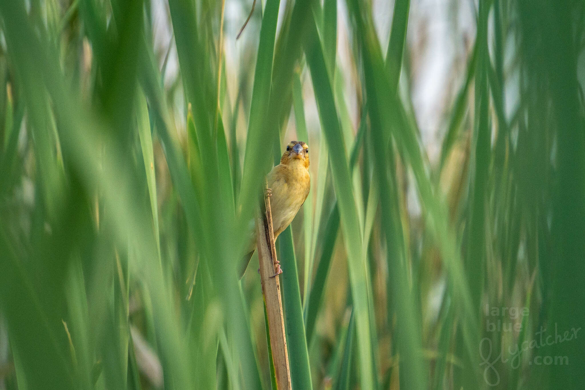 Imagem de Ploceus hypoxanthus (Sparrman 1788)