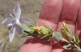 Imagem de Barleria pungens L. fil.