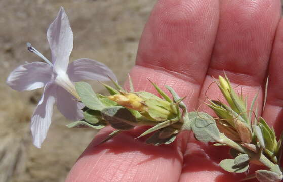 Image de Barleria pungens L. fil.