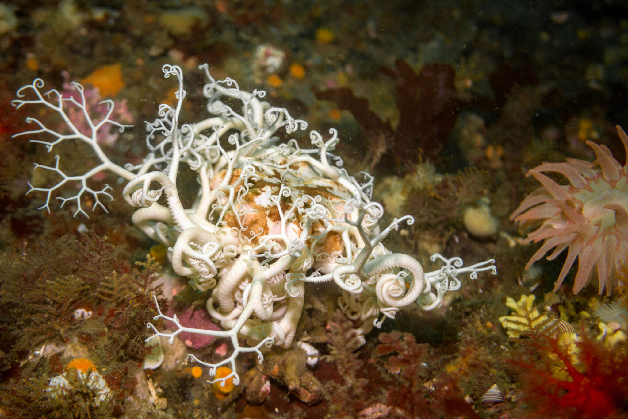 Image of basket star