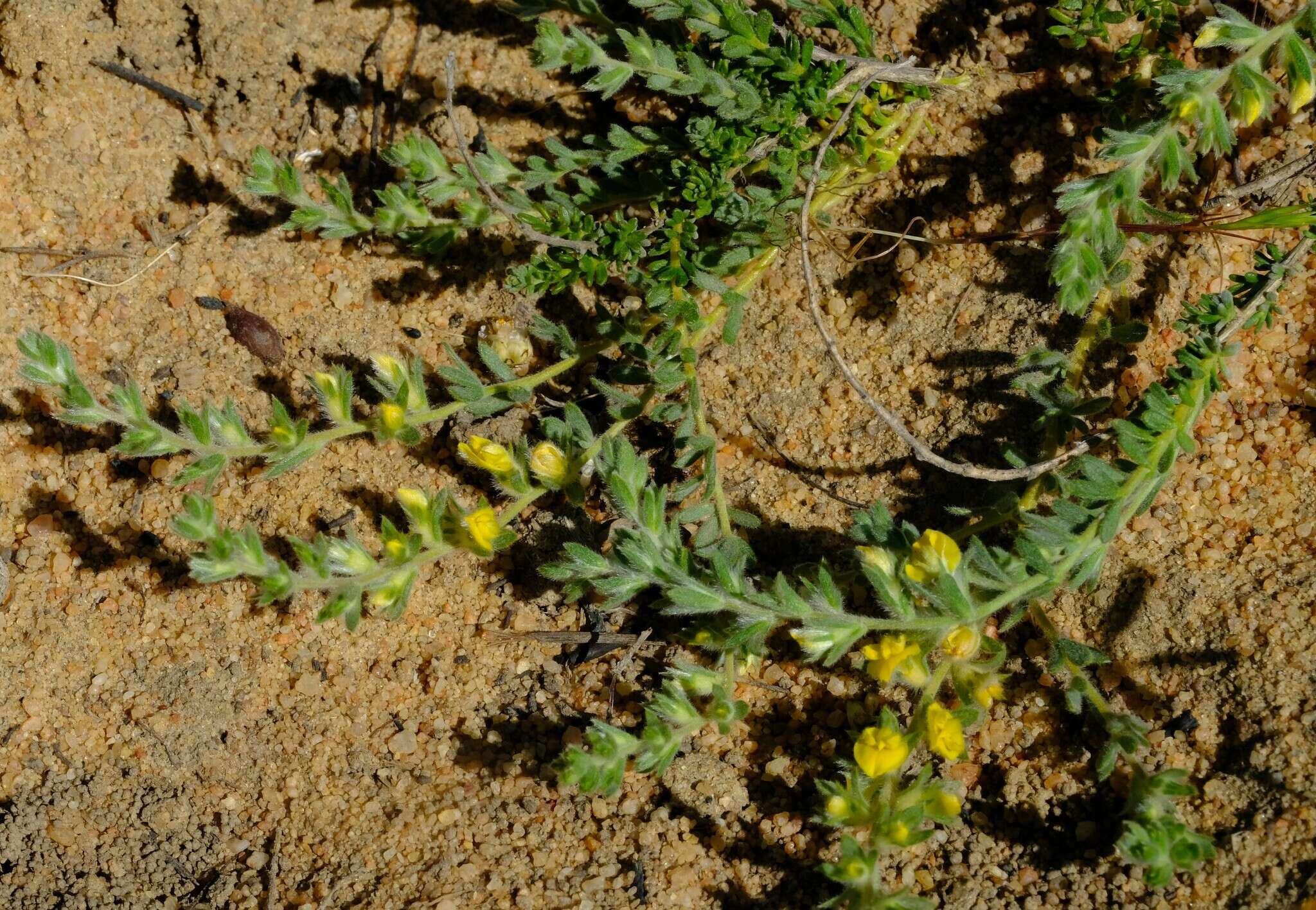 Image of Aspalathus heterophylla L. fil.