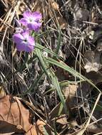 Sivun Phlox pilosa subsp. longipilosa (Waterf.) Locklear kuva