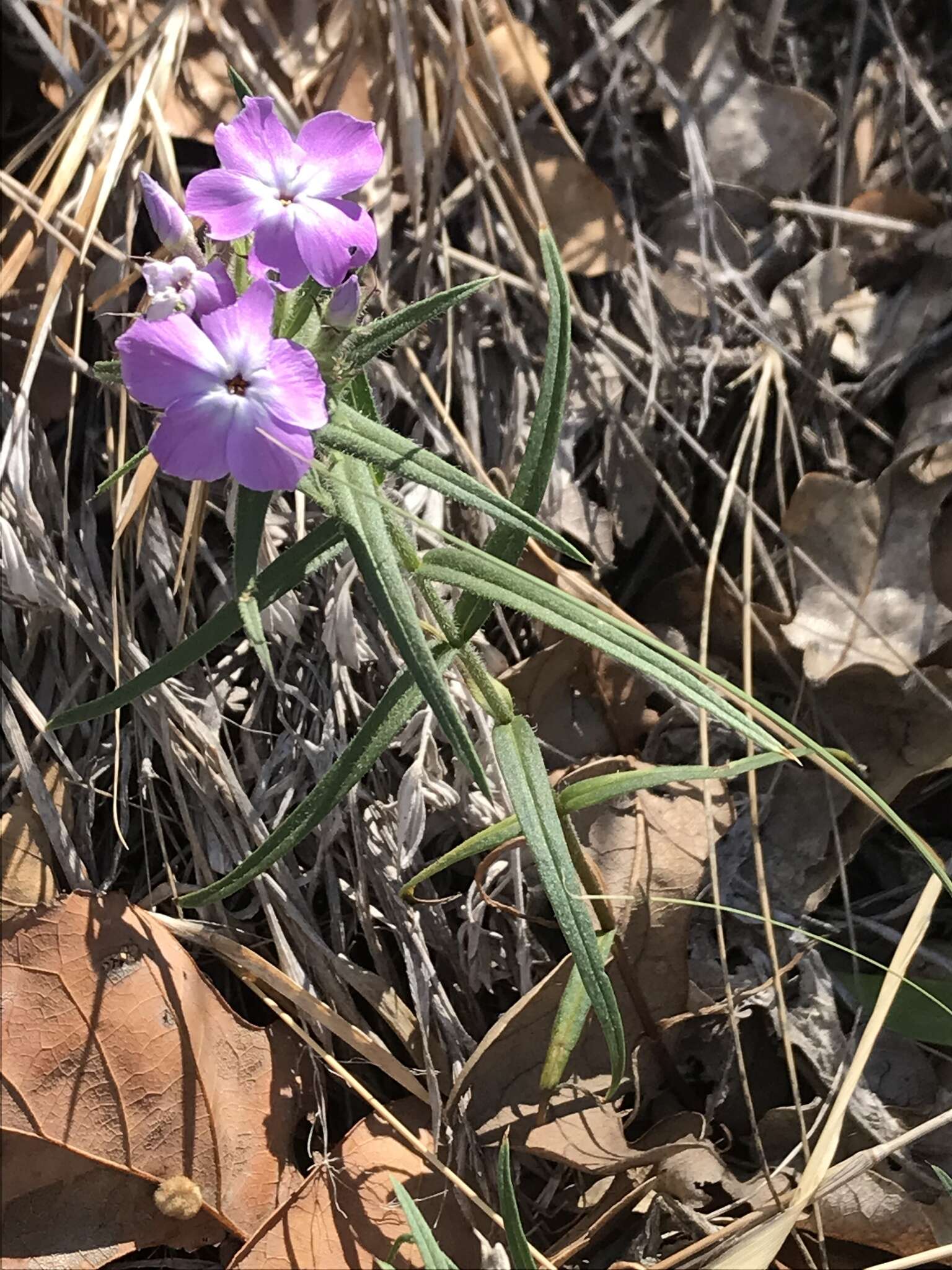 Sivun Phlox pilosa subsp. longipilosa (Waterf.) Locklear kuva