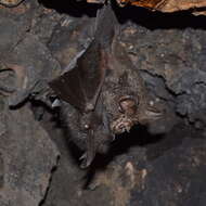 Image of Great Woolly Horsehoe Bat