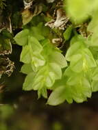 Image of cyrtomnium moss