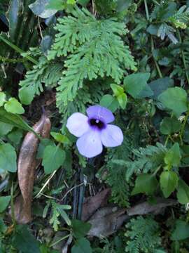 Image of Spotless Violet Torenia