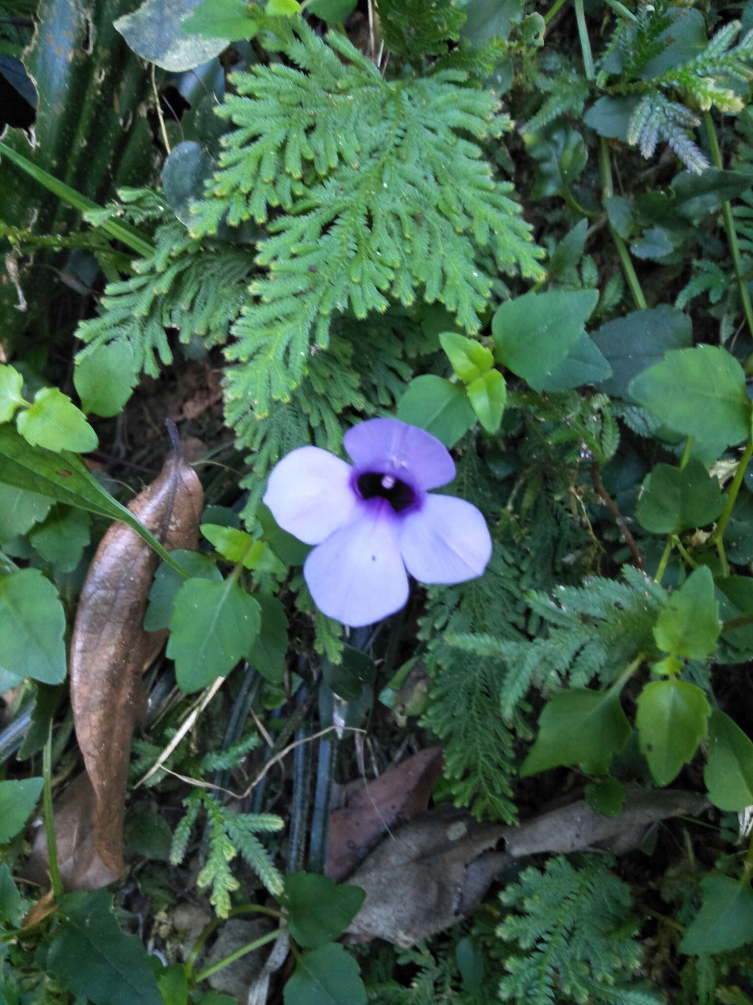 Image of Spotless Violet Torenia