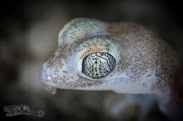 Image of CapeCross Thick-toed Gecko