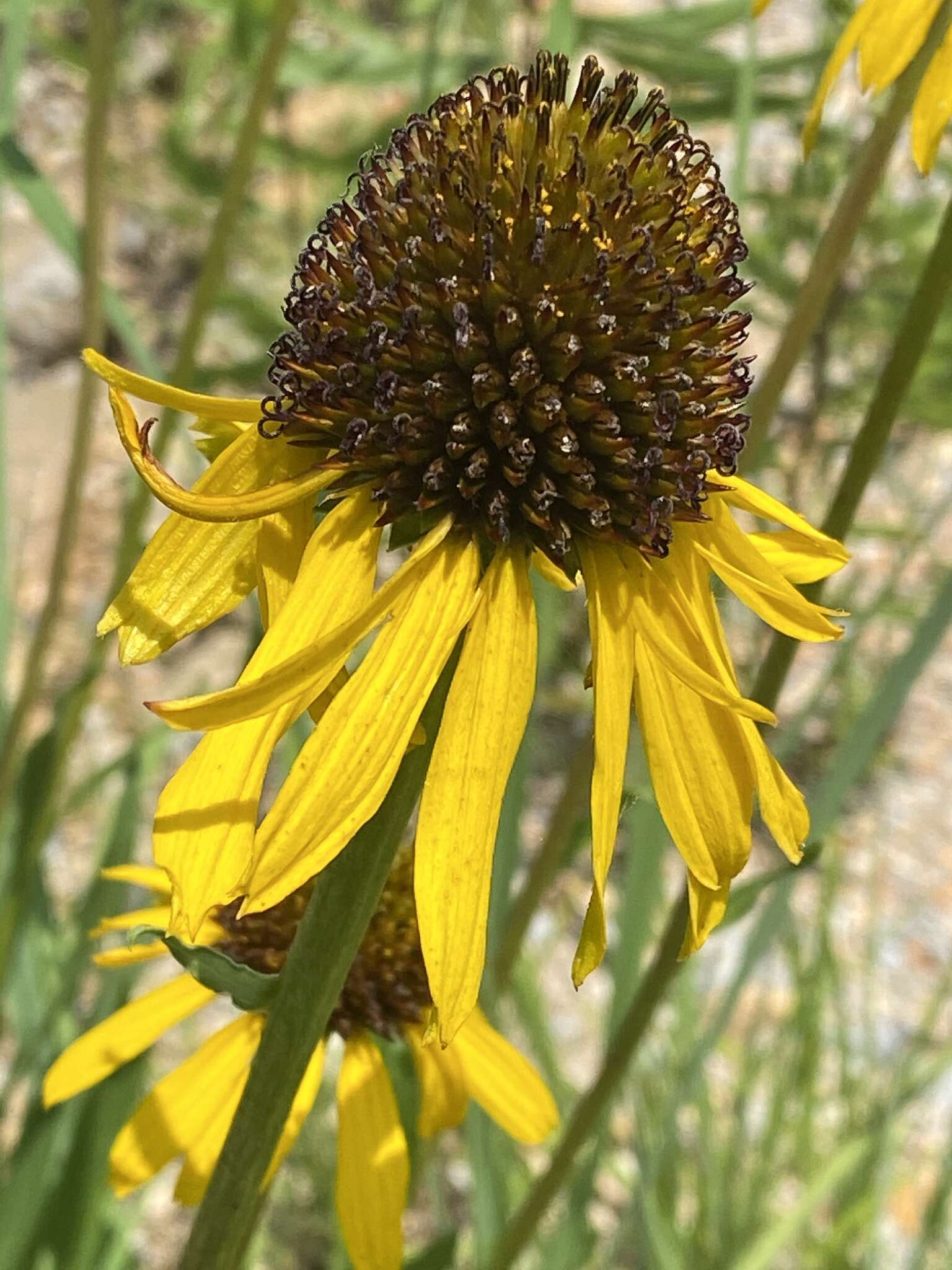 صورة <i>Echinacea <i>paradoxa</i></i> var. paradoxa