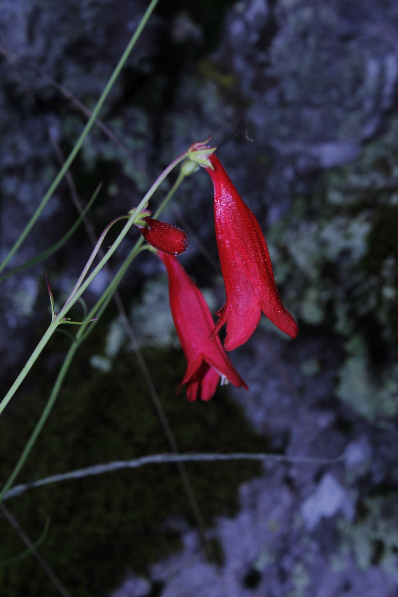 Image of Penstemon wislizenii (A. Gray) Straw