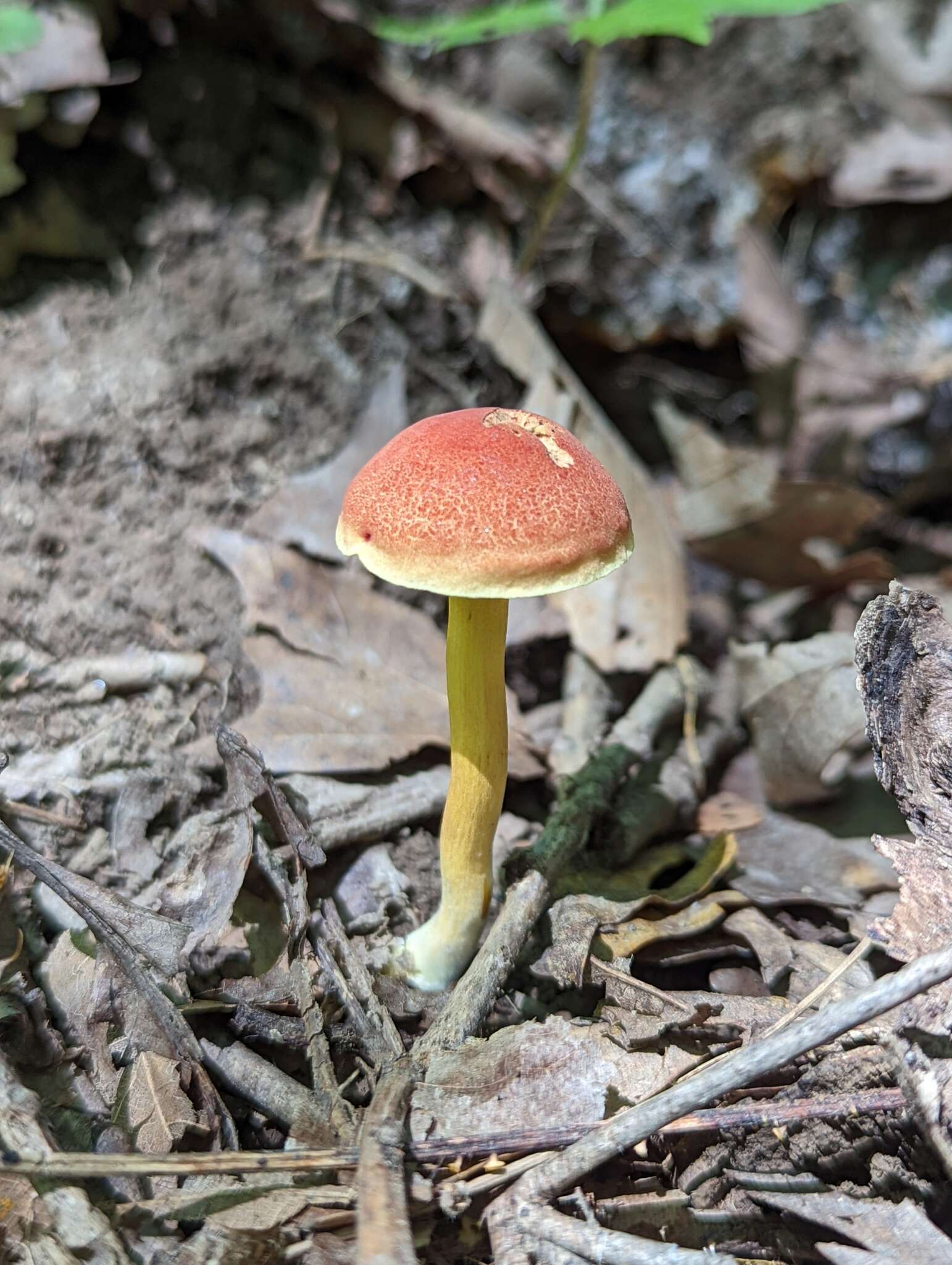 Image de Hortiboletus campestris (A. H. Sm. & Thiers) Biketova & Wasser 2015