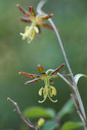 Image of spotted fritillary