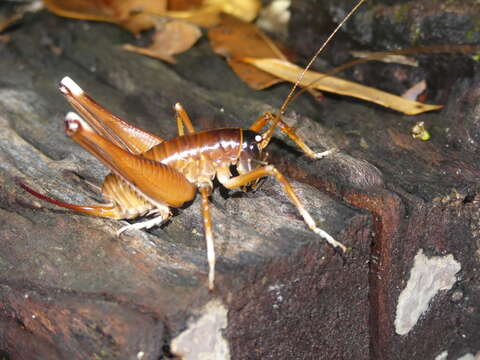 Image of <i>Penalva flavocalceata</i>