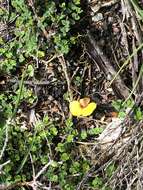 Image of Bossiaea cordigera Hook. fil.