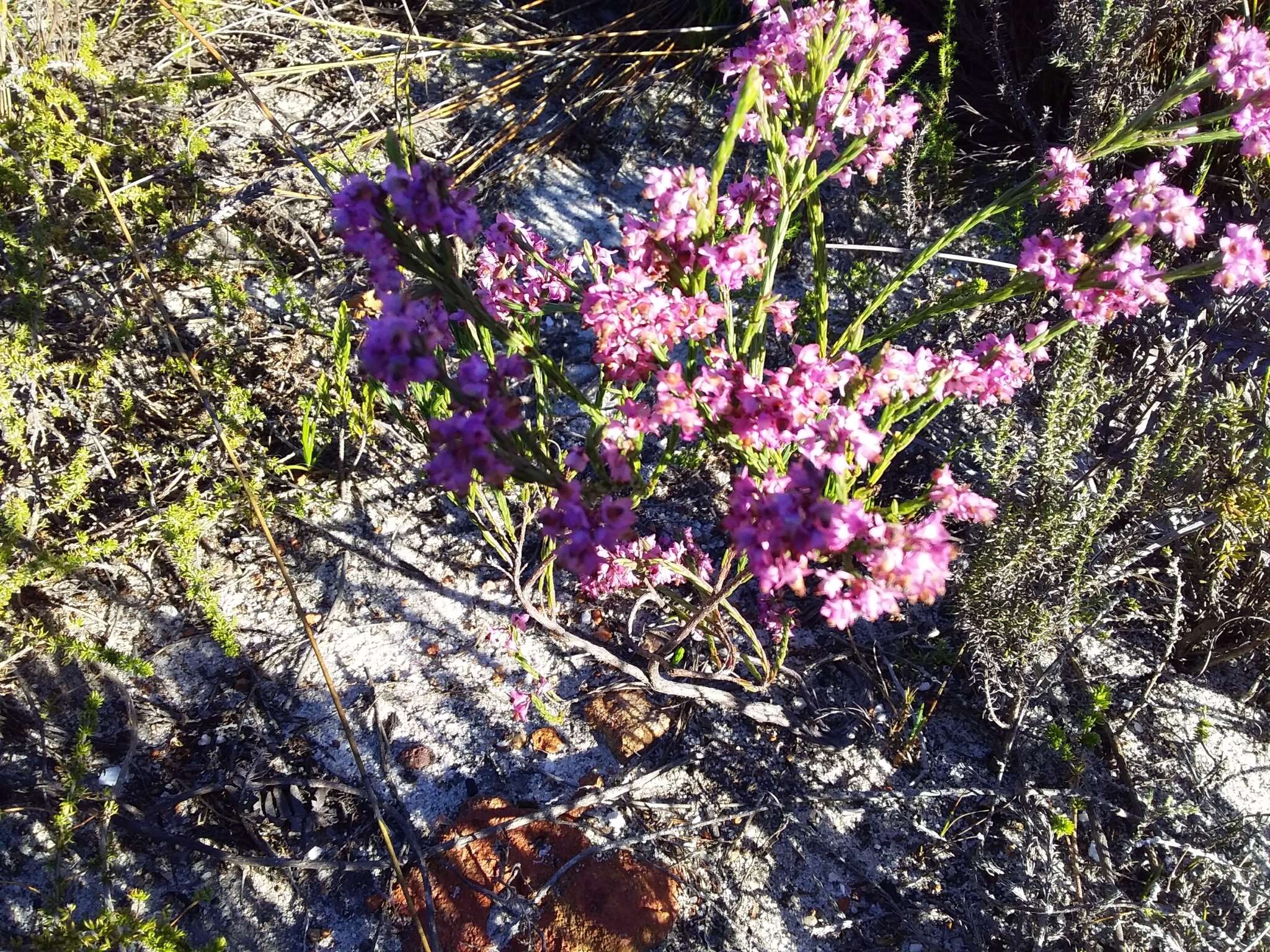 Image of Erica corifolia var. bracteata (Thunb.) Dulfer