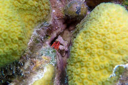 Image of red reef hermit crab