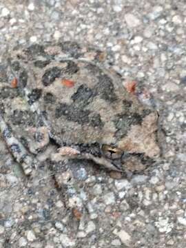 Image of California Chorus Frog