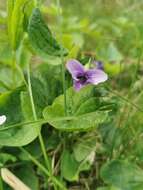 Слика од Viola langsdorfii subsp. sachalinensis W. Becker